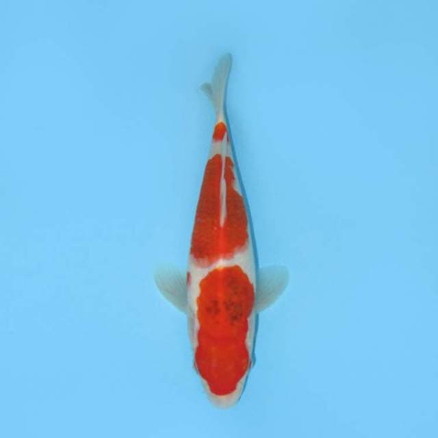 25CM - AI GOROMO