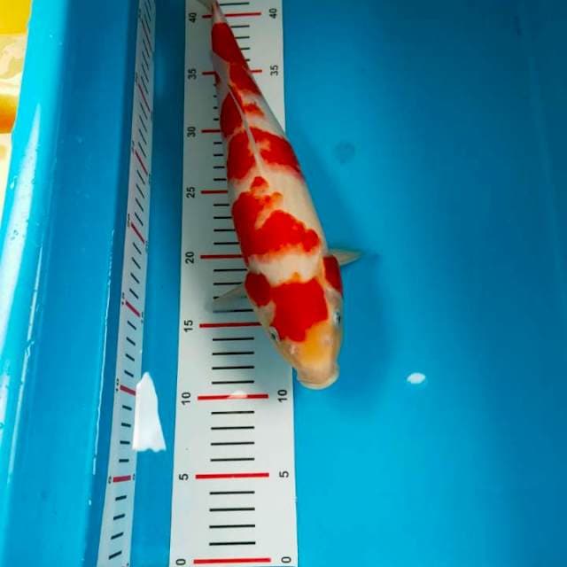 Kohaku sisek warna merah merona orijinal 