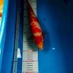 Kohaku sisek warna merah merona orijinal 