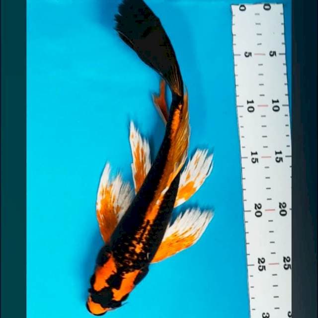 Kabuto slayer 30cm male