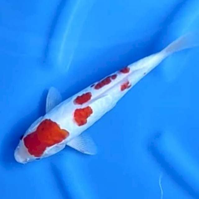 KOHAKU ARAGOKE # 28CM MALE