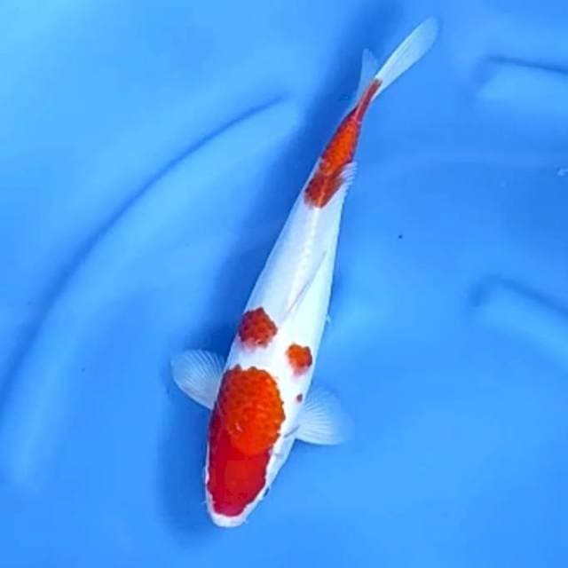 KOHAKU # 33CM
