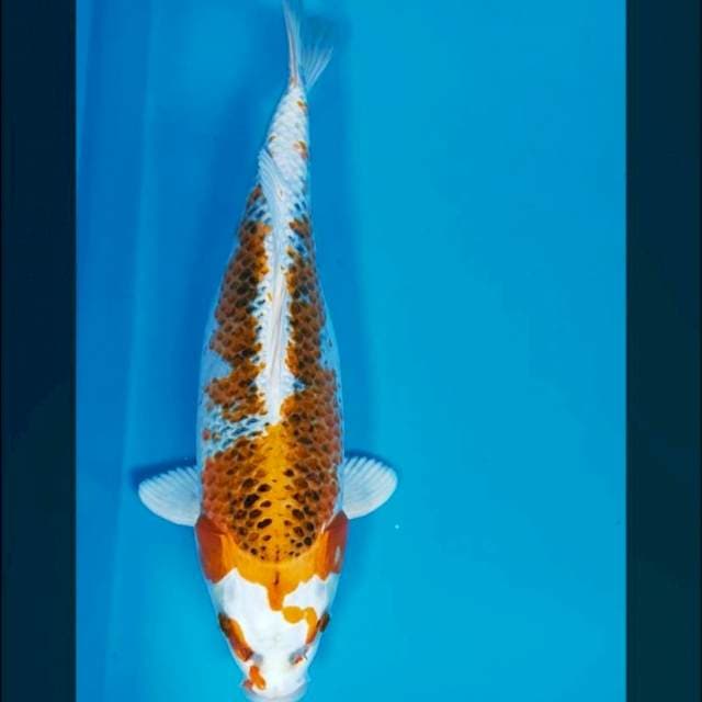 Kujaku super bulky 35cm male