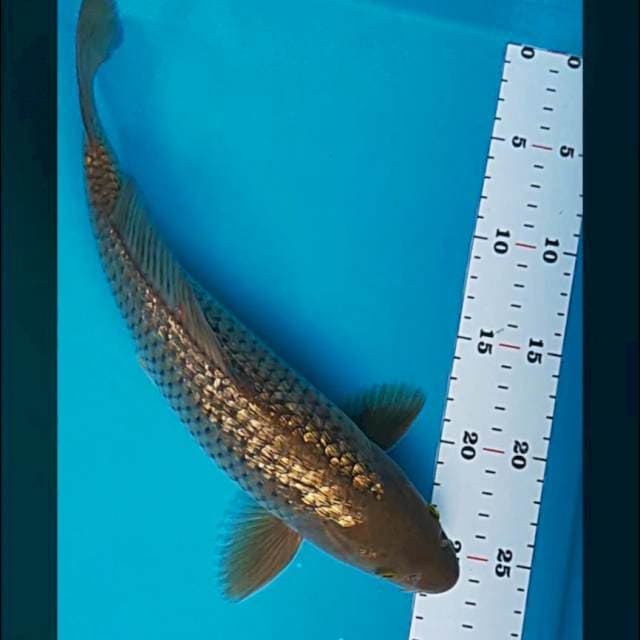 Midori ginrin 32cm male