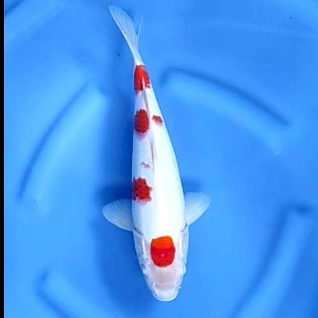KOHAKU # 31CM