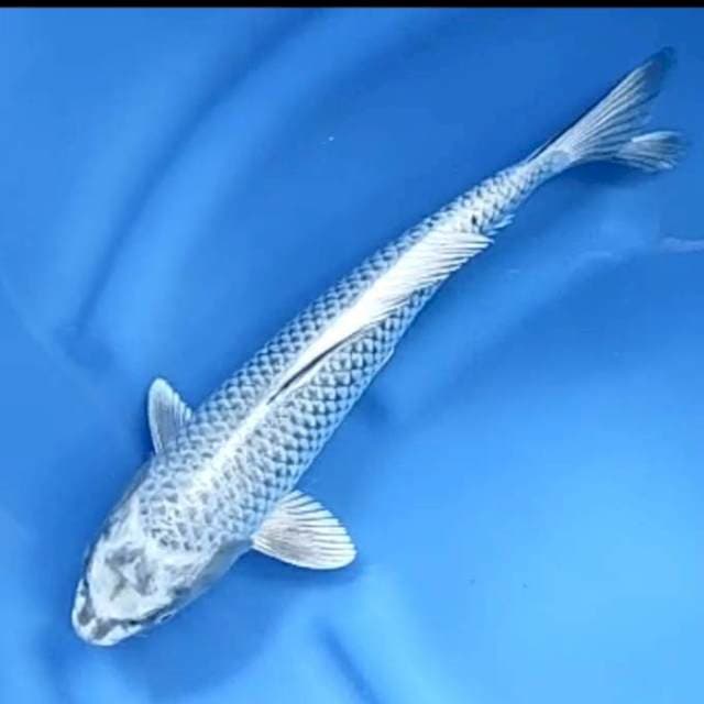 MUKASHI # 36CM