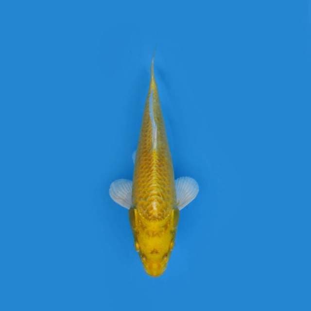 21CM - OGON