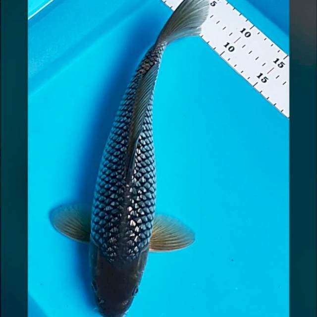 Soragoi ginrin bulky 33cm male