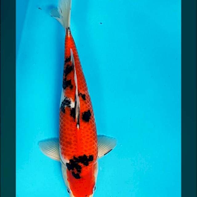 Sanke strong 30cm male