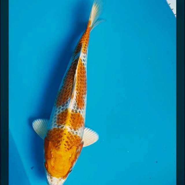 Kujaku 28cm male