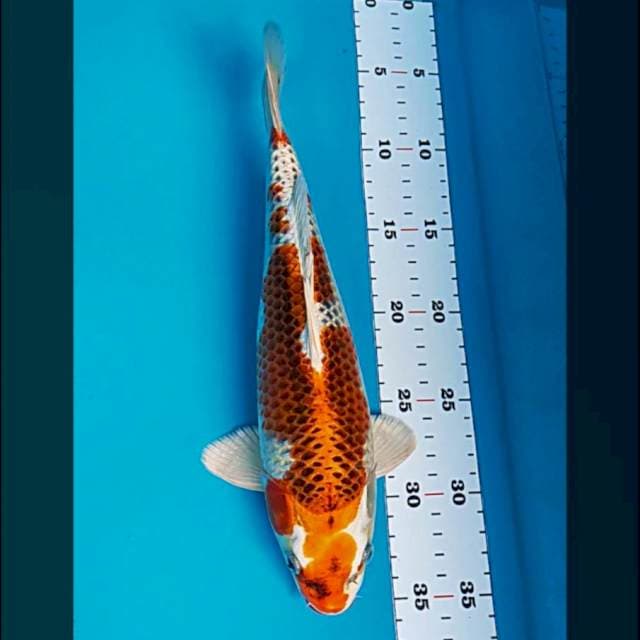 Kujaku strong 29cm male