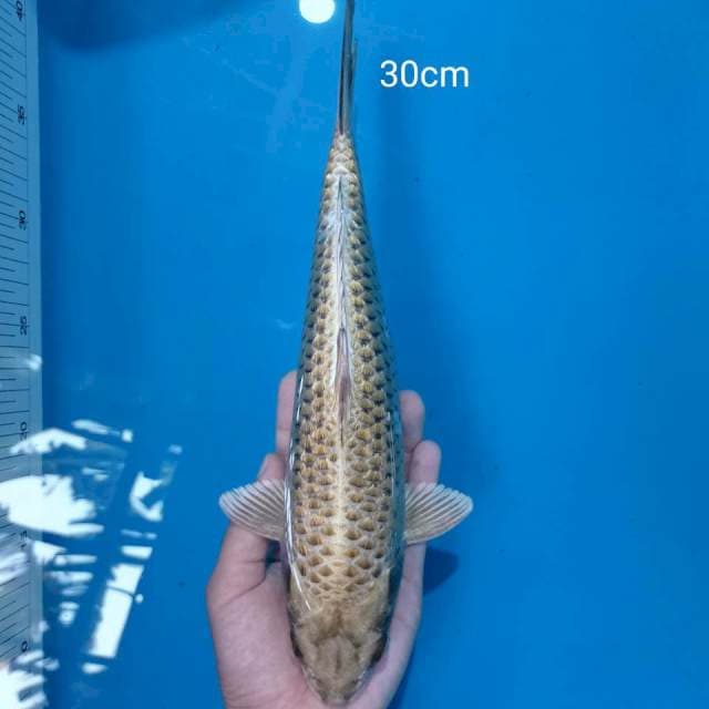 A. Mukasi Golden || 30cm