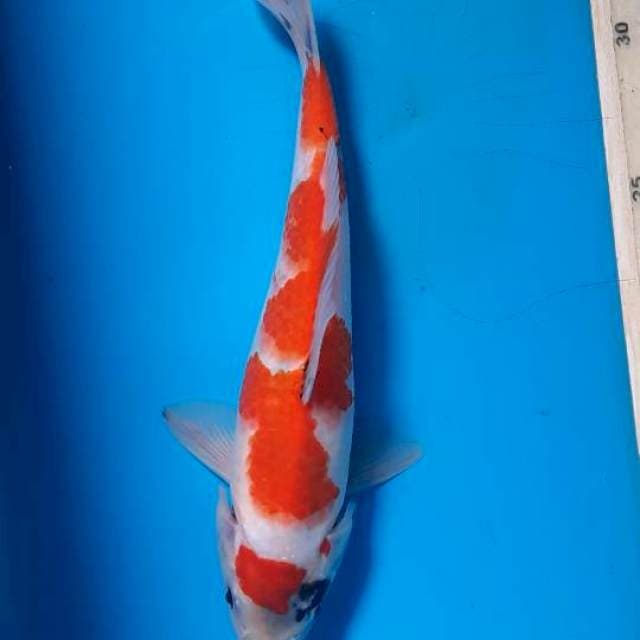 Showa Tategoi 23cm