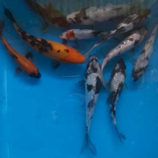 Mix