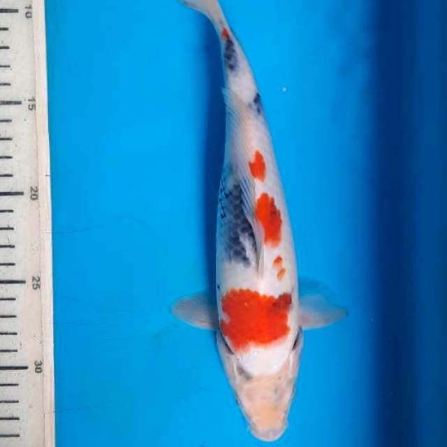 Showa 27cm