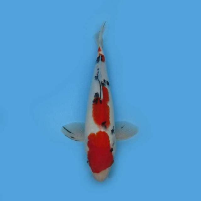 35CM - TAISHO SANSHOKU