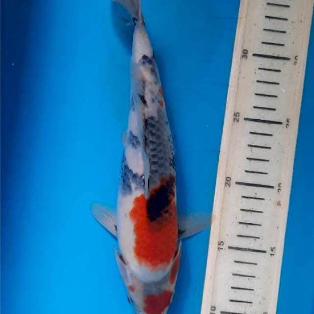 Showa 27cm