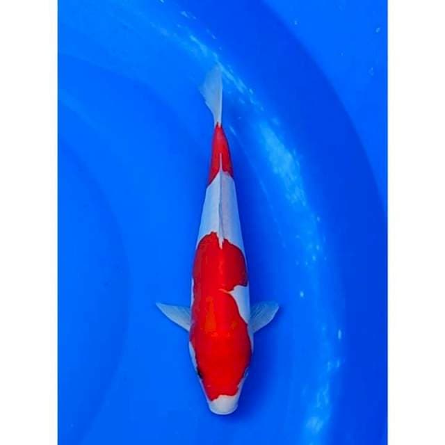 HQ Kohaku Doitsu 2step Original 27cm (M)