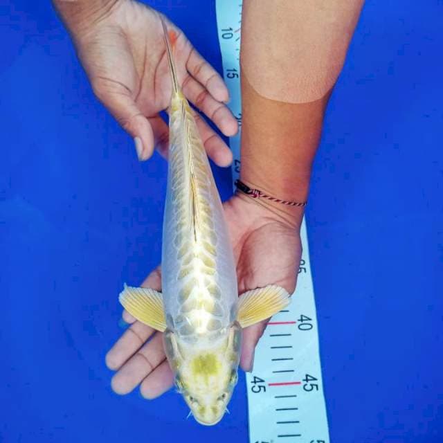 Ki Matshuba doitsu 31cm