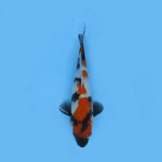 23CM - SHOWA SANSHOKU GINRIN