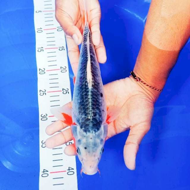 Asagi 31cm