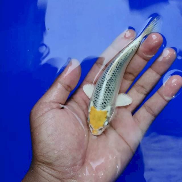Tanco hariwake ori 15cm 