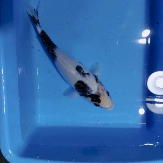 Shiro 20 cm
