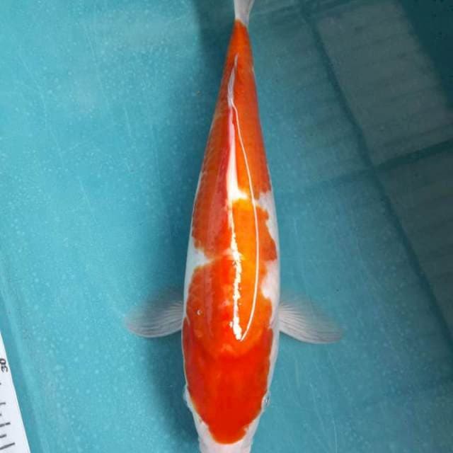 Kohaku