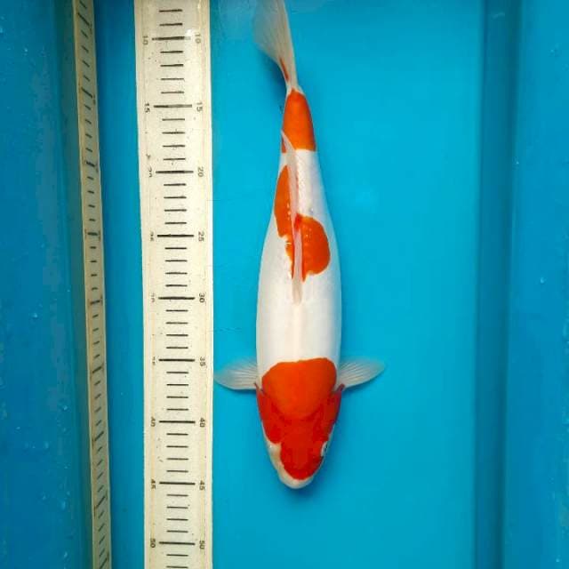 Doitsu kohaku 35F