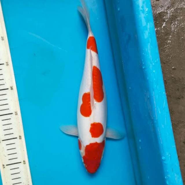 Doitsu kohaku 34F