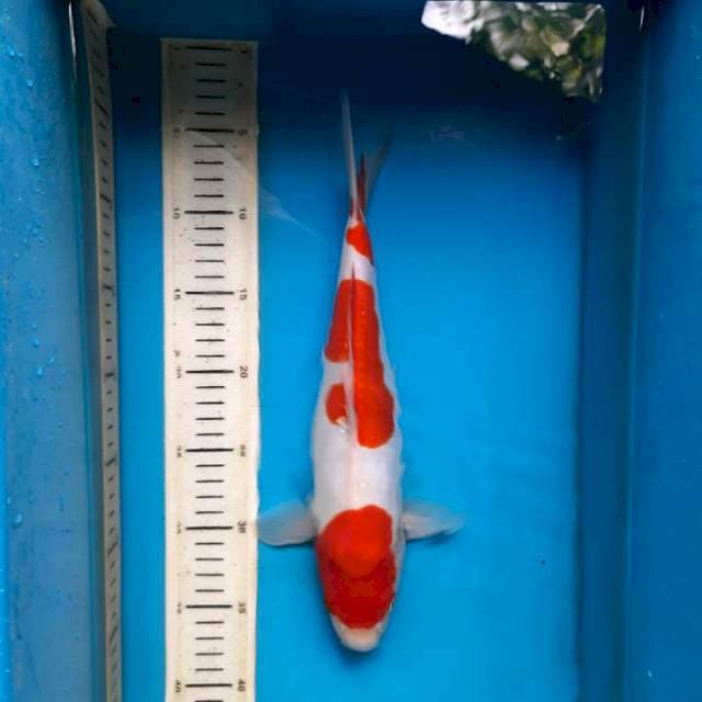 Doitsu kohaku 33F