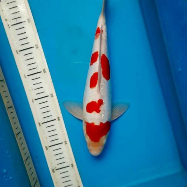 Sakura Aragoke kohaku 31M