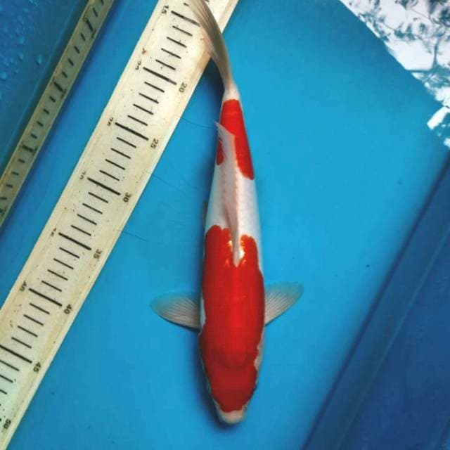 Nidan doit kohaku 30M