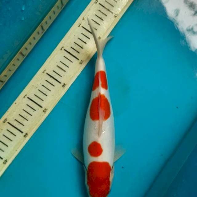 Rose Doitsu kohaku 29F