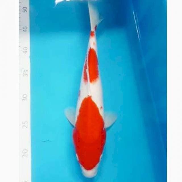 Kohaku