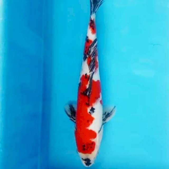 Showa
