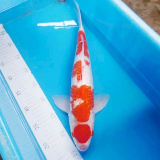 Kohaku gindrin