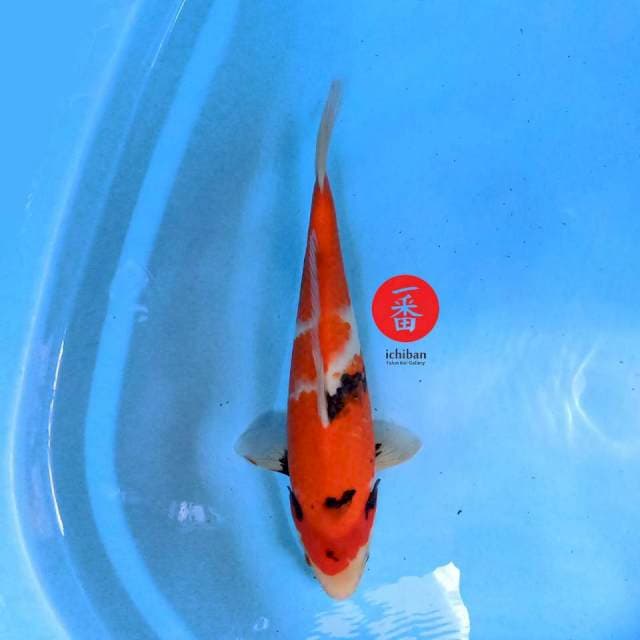 Showa 36 cm