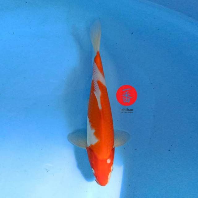 Kohaku 34 cm