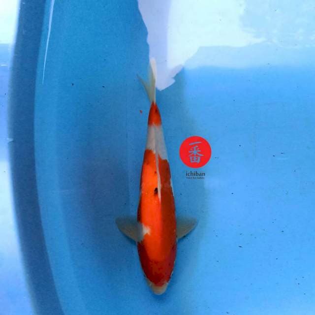 Sanke 34 cm