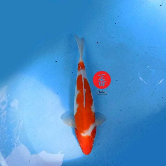 Kohaku 34 cm