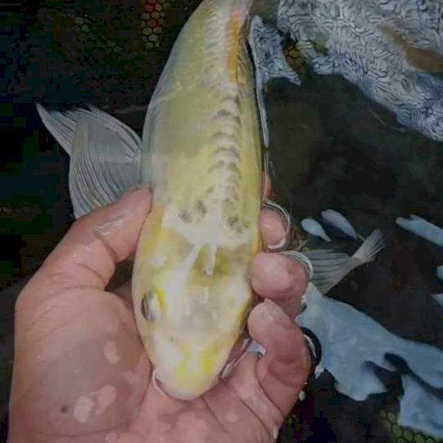 Kumpai slayer polosan 035 cm