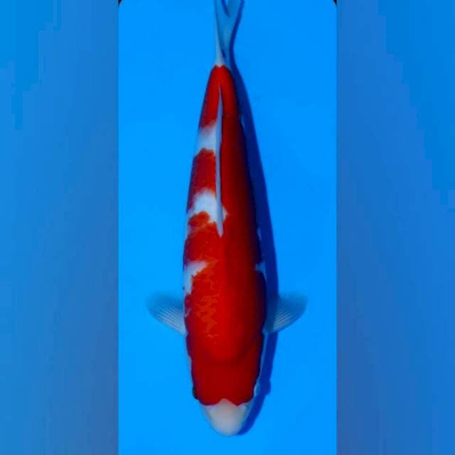 Kohaku Maruyama 40 bu