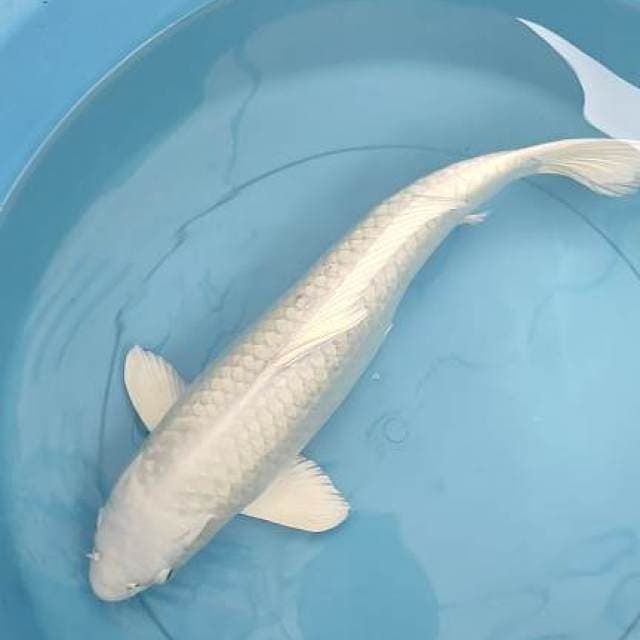 Platinum 40 Cm