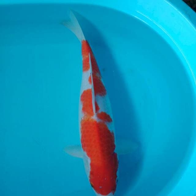 Kohaku 43 cm sae