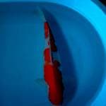 Kohaku 43 cm sae