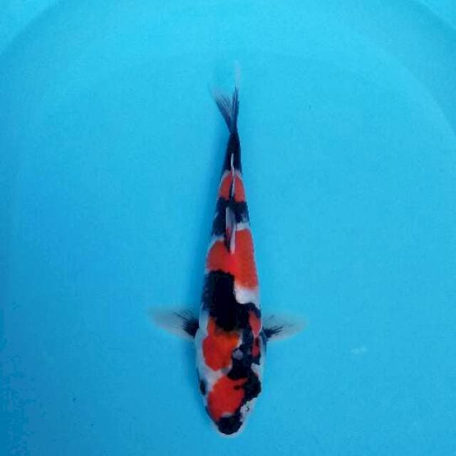 Showa sansoku
