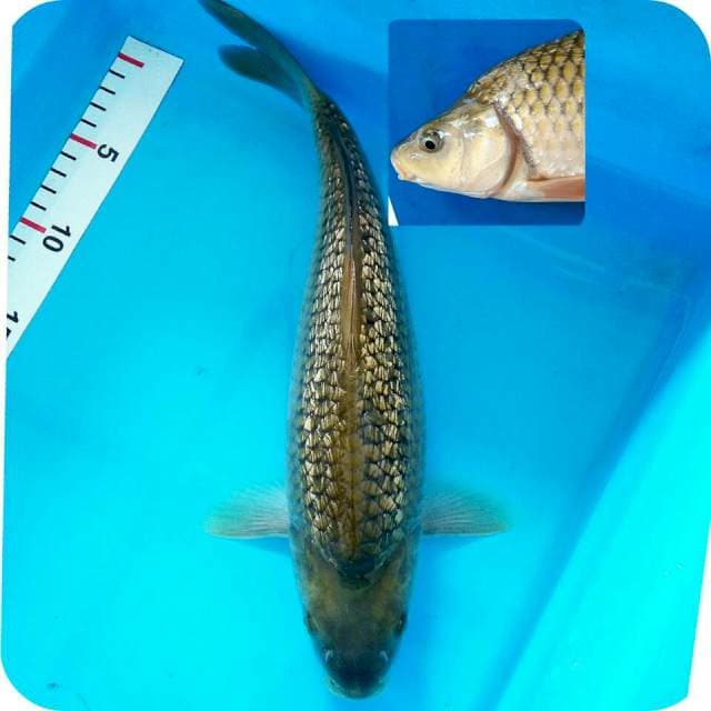Punuk onta