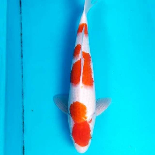 SANDAN KOHAKU 45 CM MALE