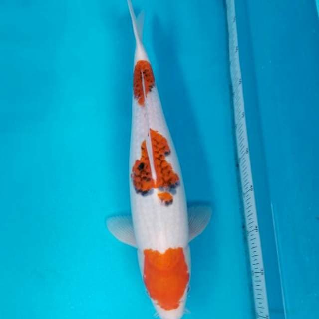 HQ AIGOROMO 45 CM MALE